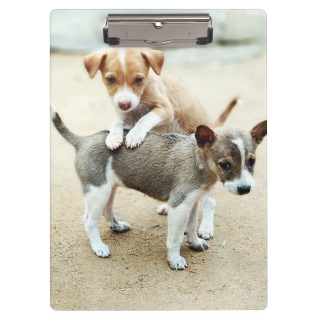 Cute Puppies Playing on Beach Clipboard (Front)