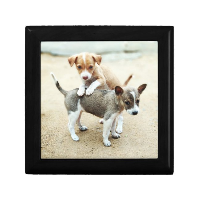 Cute Puppies Playing on Beach Gift Box (Front)