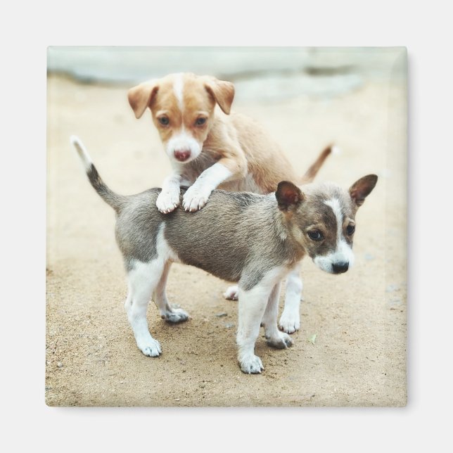 Cute Puppies Playing on Beach Magnet (Front)