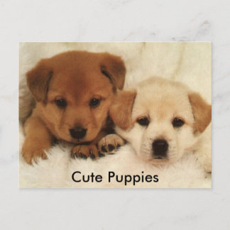 Cute Puppies Postcard