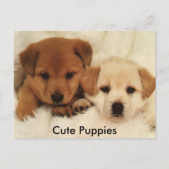 Cute Puppies Postcard (Front)