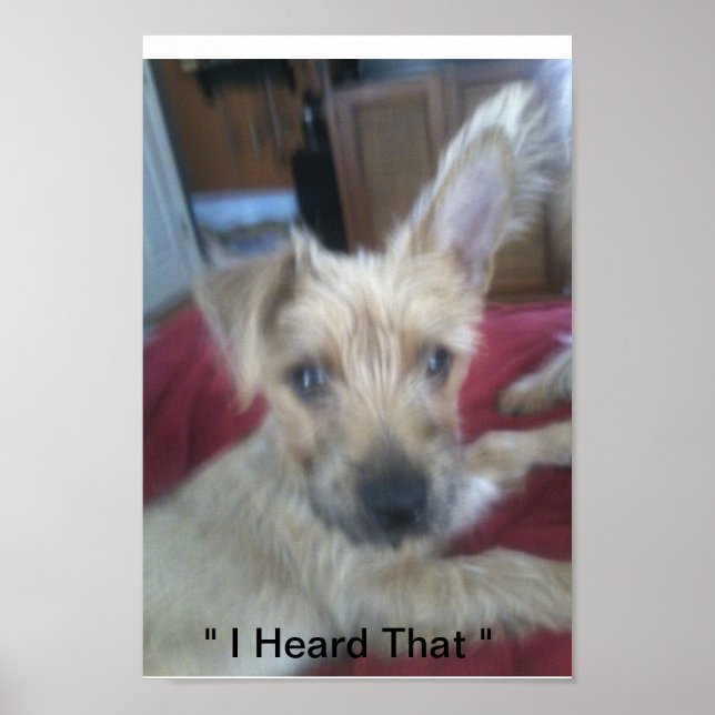 cute puppies poster (Front)