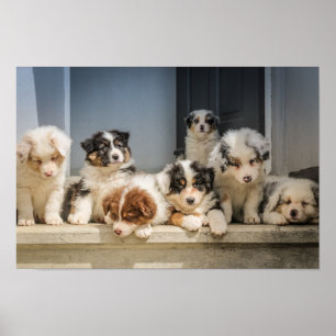 Cute Puppies Premium Canvas (Gloss) Poster