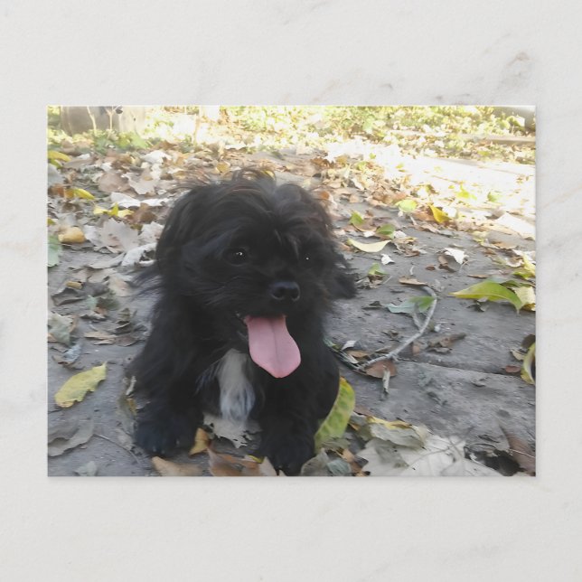 Cute Puppy Alert Postcard (Front)
