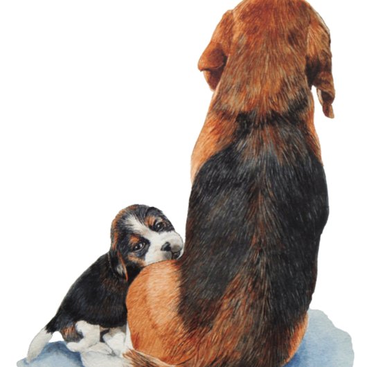 Cute puppy beagle with mum dog