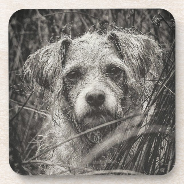 Cute Puppy Black and Whie Portrait Photograph Beverage Coaster (Front)