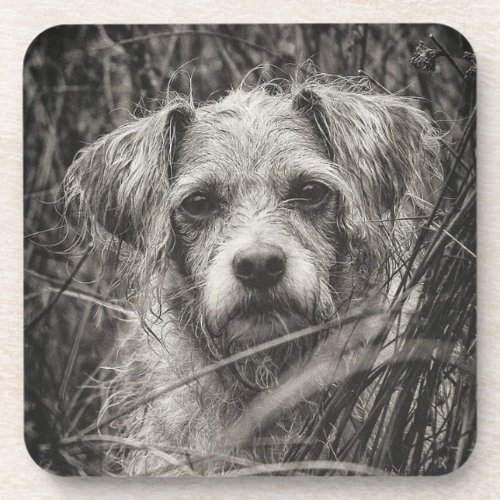 Cute Puppy Black and Whie Portrait Photograph Beverage Coaster
