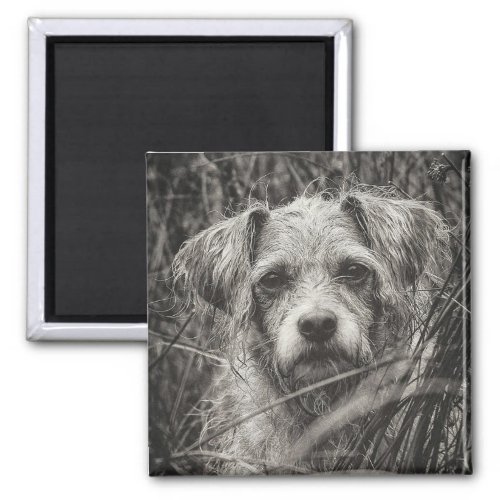 Cute Puppy Black and Whie Portrait Photograph Magnet