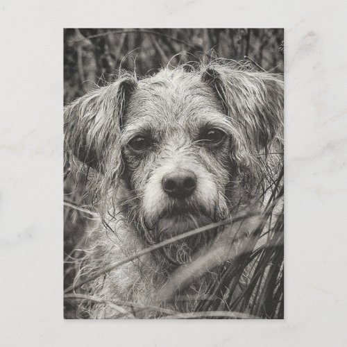 Cute Puppy Black and Whie Portrait Photograph Postcard
