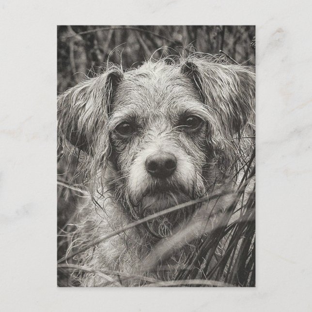 Cute Puppy Black and Whie Portrait Photograph Postcard (Front)