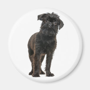 Cute Puppy Black Dog Lovers Brussels Griffon Magnet