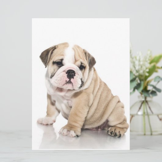 Cute Puppy Bulldog Sad (Standing Front)