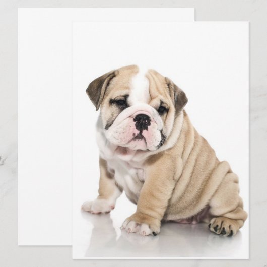 Cute Puppy Bulldog Sad (Front/Back)