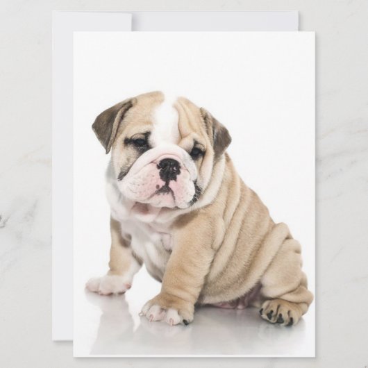 Cute Puppy Bulldog Sad (Front)