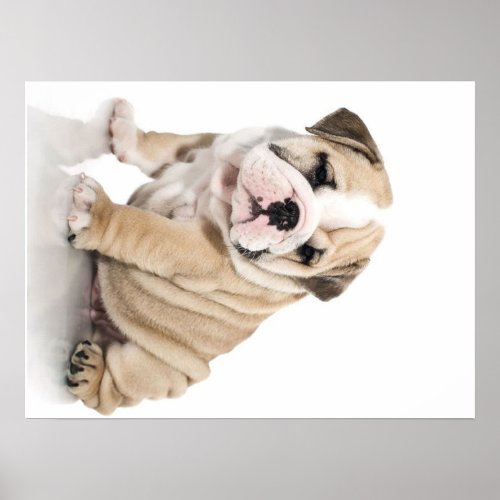 Cute Puppy Bulldog Sad Poster