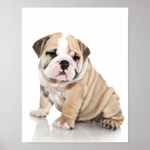 Cute Puppy Bulldog Sad Poster