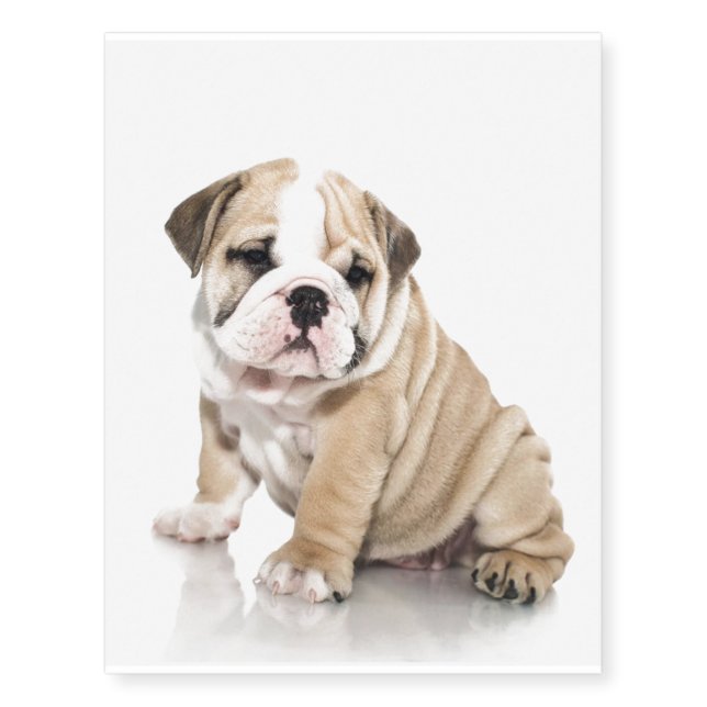 Cute Puppy Bulldog Sad Temporary Tattoos (Front)