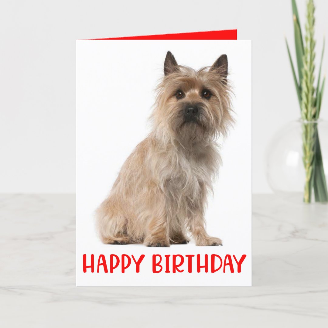 Cute Puppy Cairn Terrier Dog Birthday Card 