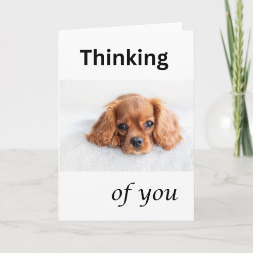 Cute puppy card Thinking of you Cavalier dog Card