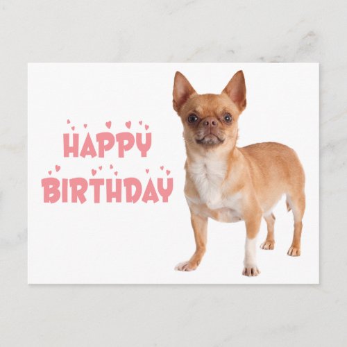 Cute Puppy Dog Bday Funny Chihuahua Birthday    Postcard