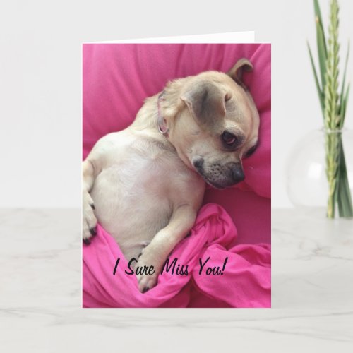 Cute Puppy Dog Chug Miss You Greeting Card