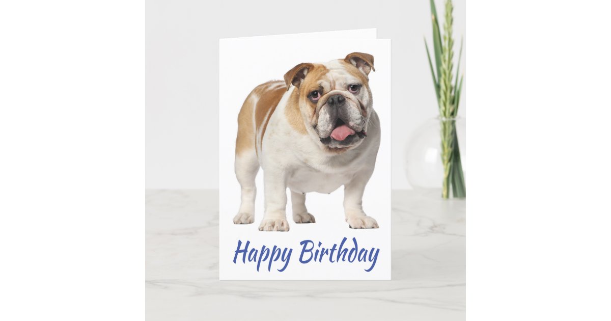 happy birthday bulldog puppy