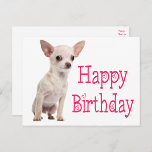 Cute Puppy Dog Funny Chihuahua Birthday  Postcard