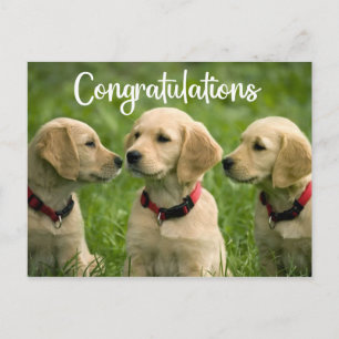Cute Puppy Dog Golden Retriever Congratulations Postcard