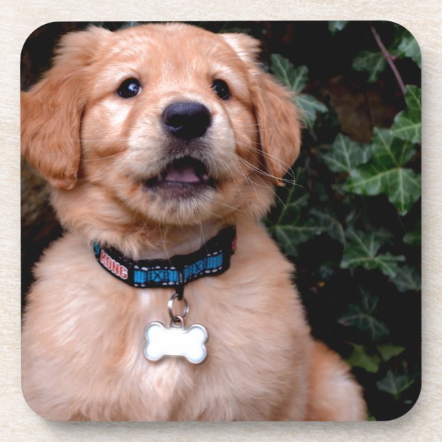 Cute puppy dog Golden Retriever Puppy Drink Coaster (Front)