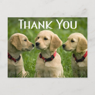 Cute Puppy Dog Golden Retriever Thank You Postcard