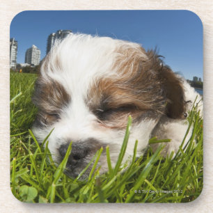 Cute puppy dog in park, Vancouver, BC, Canada. Drink Coaster