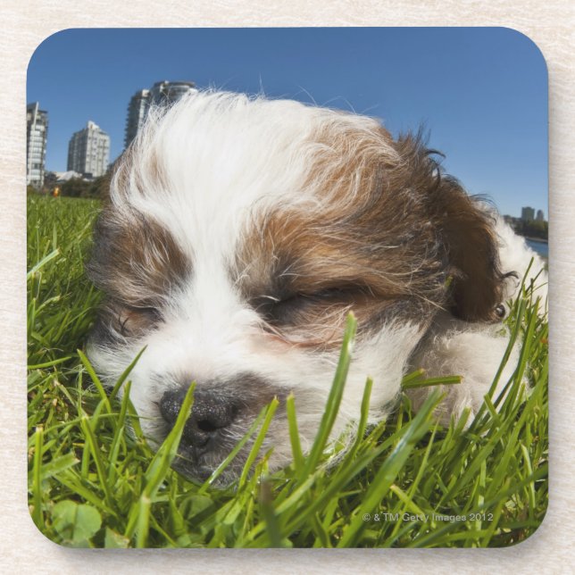 Cute puppy dog in park, Vancouver, BC, Canada. Drink Coaster (Front)