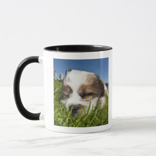 Cute puppy dog in park Vancouver BC Canada Mug