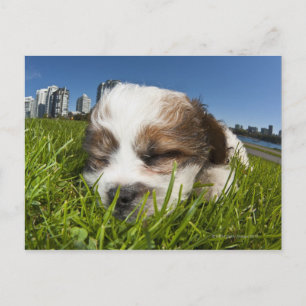 Cute puppy dog in park, Vancouver, BC, Canada. Postcard