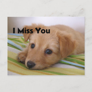 Cute Puppy Dog Look Postcard