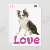 Cute Puppy Dog Love Long Hair Chihuahua  Postcard (Front/Back)