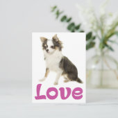 Cute Puppy Dog Love Long Hair Chihuahua  Postcard (Standing Front)