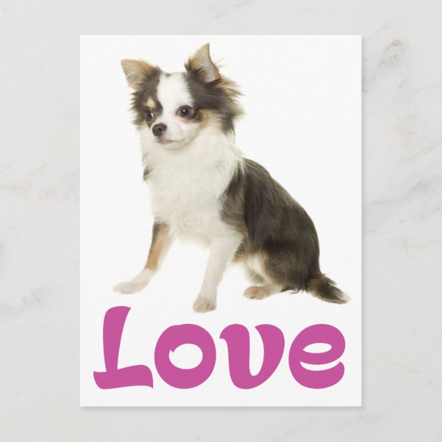 Cute Puppy Dog Love Long Hair Chihuahua  Postcard (Front)