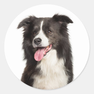 Cute Puppy Dog Lover Black White Border Collie  Cl Classic Round Sticker