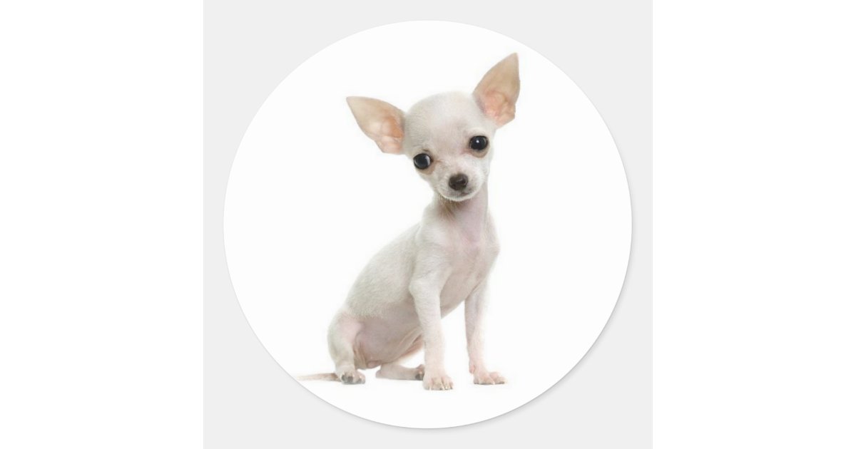 Cute Puppy Dog Lover Funny Chihuahua Classic Round Sticker | Zazzle