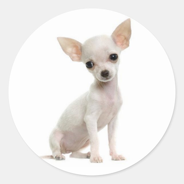 Cute Puppy Dog Lover Funny Chihuahua Classic Round Sticker (Front)