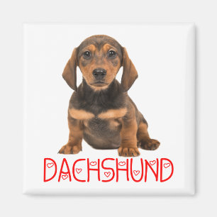 Cute Puppy Dog Lover Gift Dachshund Magnet