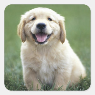 Cute Puppy Dog Lovers Golden Retriever Square Sticker