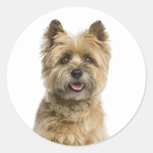 Cute Puppy Dog Mom Cairn Terrier Classic Round Sticker