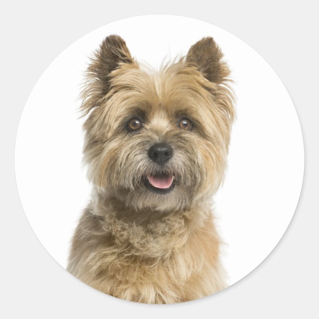 Cute Puppy Dog Mom Cairn Terrier Classic Round Sticker (Front)