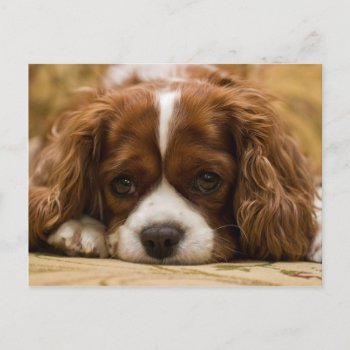 Cute Puppy Dog Postcard by freya18801 at Zazzle
