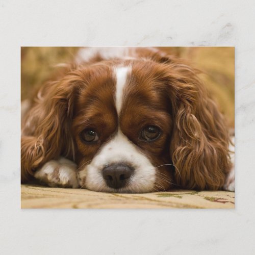 Cute Puppy Dog Postcard