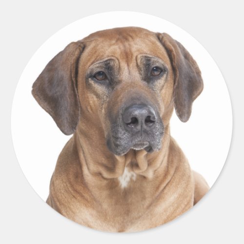 Cute Puppy Dog Rhodesian Ridgeback  Classic Round Sticker