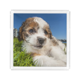 Cute puppy dog (Shitzu) Acrylic Tray