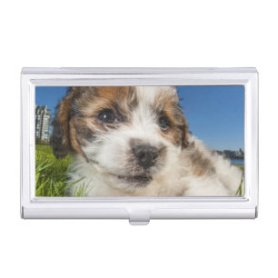 Cute puppy dog (Shitzu) Business Card Holder